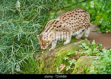 Angeln cat (Prionailurus viverrinus) am Ufer, Captive, Deutschland Stockfoto