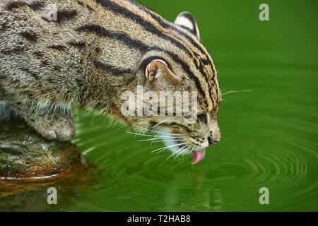 Angeln cat (Prionailurus viverrinus) trinken, Captive, Deutschland Stockfoto