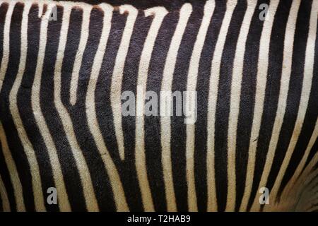 Close-up von der Haut aus dem Grevy Zebra (Equus grevyi), Captive, Deutschland Stockfoto