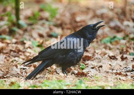 Nebelkrähe (Corvus corone), Bayern, Deutschland Stockfoto