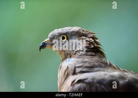 Europäische Wespenbussard (Pernis apivorus), Tier Portrait, Bayerischer Wald, Nationalpark, Bayern, Deutschland Stockfoto