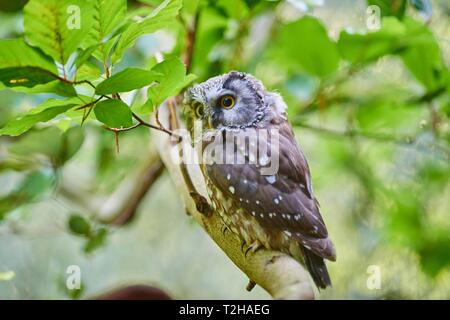 Boreal Owl (Aegolius funereus) im Baum, Bayerischer Wald, Nationalpark, Bayern, Deutschland Stockfoto