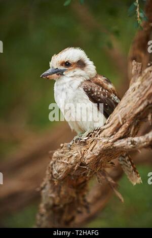 Laughing Kookaburra (Dacelo novaeguineae) sitzt auf einem Ast, Wilsons Promontory National Park, Victoria, Australien Stockfoto