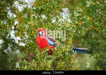 Crimson Rosella (Platycercus elegans) sitzen auf dem Baum, Great Otway National Park, Australien Stockfoto