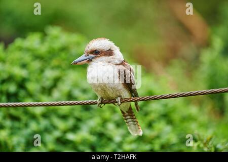 Laughing Kookaburra (Dacelo novaeguineae) sitzt auf einem Draht, Wilsons Promontory National Park, Victoria, Australien Stockfoto