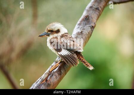 Laughing Kookaburra (Dacelo novaeguineae) sitzt auf einem Ast, Wilsons Promontory National Park, Victoria, Australien Stockfoto