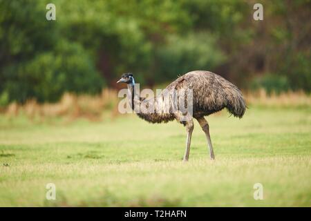 Emu (Dromaius novaehollandiae) auf einer Wiese, Wilsons Promontory National Park, Victoria, Australien Stockfoto