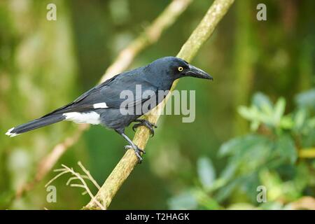 Pied currawong (Strepera graculina), auf einem Zweig, Queensland, Australien sitzen Stockfoto