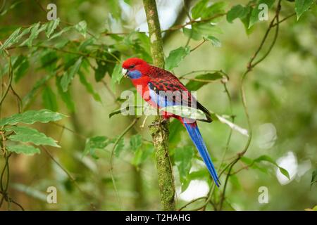 Crimson Rosella (Platycercus elegans) sitzen auf dem Baum, Great Otway National Park, Australien Stockfoto