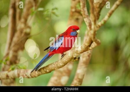 Crimson Rosella (Platycercus elegans) sitzt auf einem Ast, Great Otway National Park, Australien Stockfoto