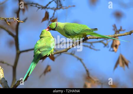 Rose-ringed Sittiche (Psittacula krameri), Tier Paar auf Zweig und Schnäbel, Kiss sitzt, Schlosspark Biebrich, Hessen, Deutschland Stockfoto