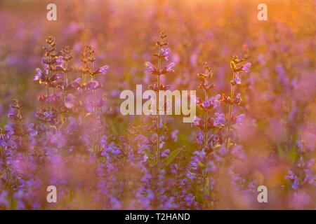 Feld mit blühenden Salbei (Salvia officinalis), Anbau, Freital, Sachsen, Deutschland Stockfoto