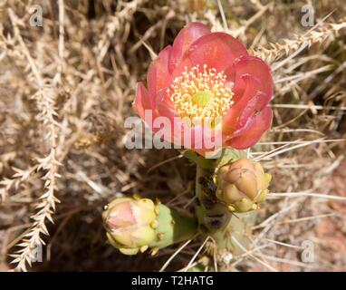 Feigenkaktus (Opuntia ficus-indica) mit rosa Blume, Zion National Park, Utah, USA Stockfoto