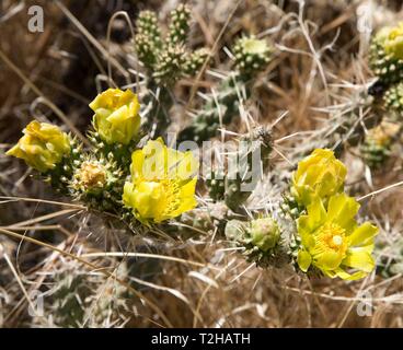 Spröde Feigenkaktus (Opuntia fragilis) mit gelben Blumen, Zion National Park, Utah, USA Stockfoto