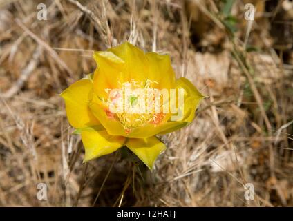 Spröde Feigenkaktus (Opuntia fragilis) mit gelben Blume, Zion National Park, Utah, USA Stockfoto