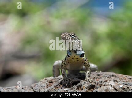 Floreana lava Lizard (Microlophus grayii), männlich auf Lava Rock, Insel Floreana, Galapagos, Ecuador Stockfoto