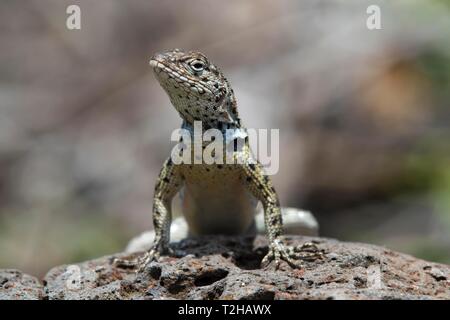 Floreana lava Lizard (Microlophus grayii), männlich auf Lava Rock, Insel Floreana, Galapagos, Ecuador Stockfoto