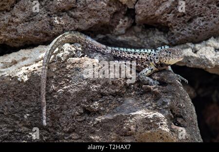 Männlich, Floreana lava Lizard (Microlophus grayii), Insel Floreana, Galapagos, Ecuador Stockfoto