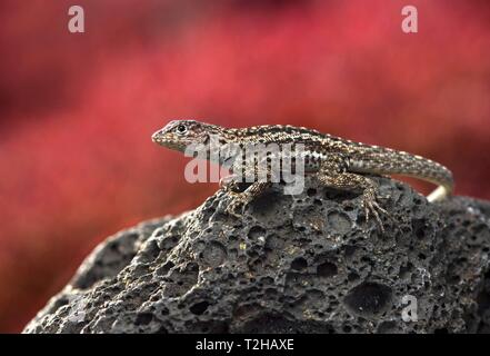 Floreana lava Lizard (Microlophus grayii), männlich auf Lava Rock, Insel Floreana, Galapagos, Ecuador Stockfoto