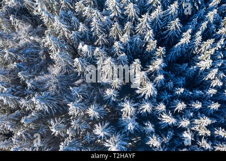 Schneebedeckte Tannen, Fichtenwald, Drone, Oberbayern, Bayern, Deutschland Stockfoto