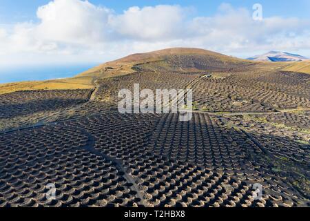 Weinberg La Geria, Berg Tinasoria, in der Nähe von Yaiza, Drone, Lanzarote, Kanarische Inseln, Spanien Stockfoto