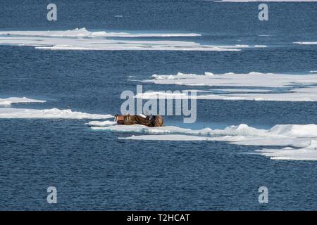 Drei Walrosse (Odobenus rosmarus) auf einem Ice Shelf, Spitzbergen, Arktis, Norwegen Stockfoto