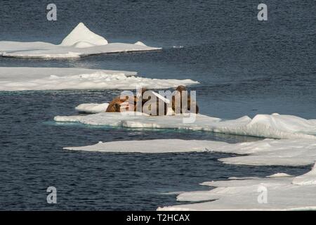 Drei Walrosse (Odobenus rosmarus) auf einem Ice Shelf, Spitzbergen, Arktis, Norwegen Stockfoto