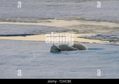 Eisbär (Ursus maritimus) auf einer Eisscholle, Arktis, Svalbard, Norwegen schlafen Stockfoto