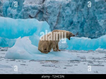 Eisbär (Ursus maritimus) mit offenen Mund sitzen auf einer Eisscholle vor einem Gletscher, Hornsund, Spitzbergen, Arktis, Norwegen Stockfoto