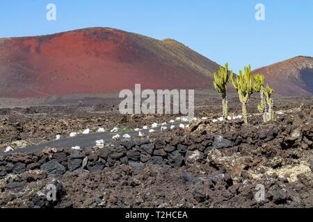 Kanaren Wolfsmilch (Euphorbia canariensis) vor der Roten Vulkankegel, den Vulkan Montana Colorada, Mancha Blanca, Lanzarote, Kanaren, Spanien Stockfoto