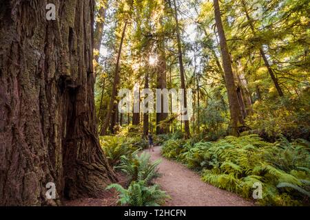 Wanderweg durch Küsten Sequoia Wald (Sequoia sempervirens), Wald mit Farnen, dichte Vegetation, Jedediah Smith Redwoods State Park Stockfoto