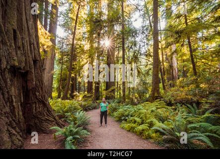 Junge Frau auf einem Wanderweg durch den Wald mit Küsten Sequoia Bäumen (Sequoia sempervirens) und Farne, dichte Vegetation, Jedediah Smith Redwoods Stockfoto