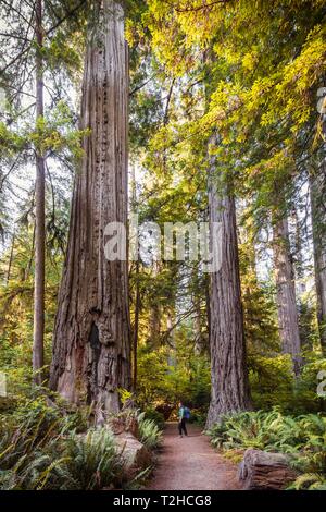 Junge Frau auf einem Wanderweg durch den Wald mit Küsten Sequoia Bäumen (Sequoia sempervirens) und Farne, dichte Vegetation, Jedediah Smith Redwoods Stockfoto