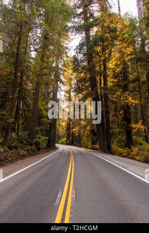 Autobahn durch Wald mit Küsten Sequoia Bäumen (Sequoia sempervirens), Jedediah Smith Redwoods State Park, Kalifornien, USA Stockfoto