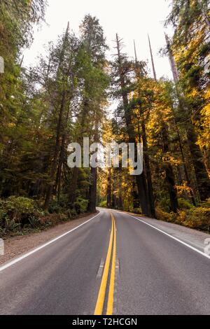 Autobahn durch Wald mit Küsten Sequoia Bäumen (Sequoia sempervirens), Jedediah Smith Redwoods State Park, Kalifornien, USA Stockfoto