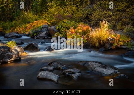 Herbstliche Vegetation auf den McCloud River, langfristige Foto, Siskiyou County, Kalifornien, USA Stockfoto