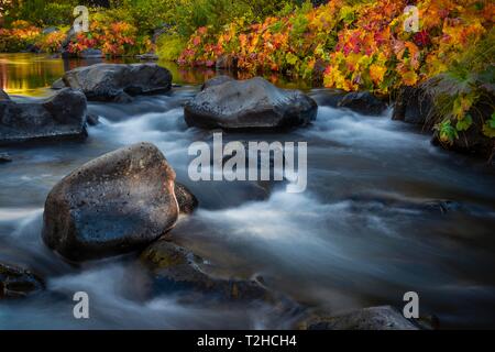 Herbst Vegetation auf den McCloud River, bunte Blätter, langfristige Foto, Siskiyou County, Kalifornien, USA Stockfoto