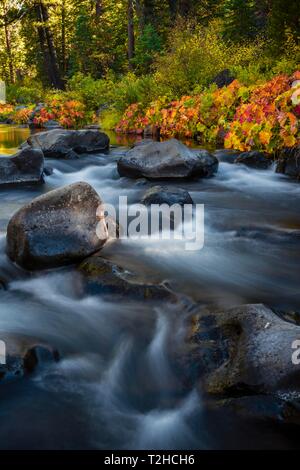 Herbst Vegetation auf den McCloud River, bunte Blätter, langfristige Foto, Siskiyou County, Kalifornien, USA Stockfoto