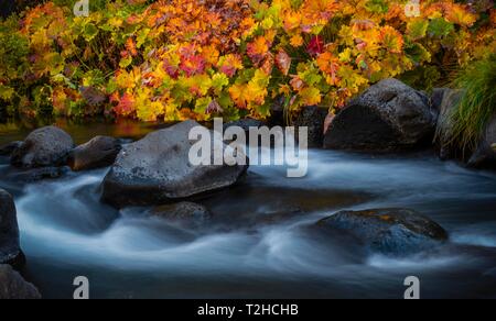 Herbst Vegetation auf den McCloud River, bunte Blätter, langfristige Foto, Siskiyou County, Kalifornien, USA Stockfoto