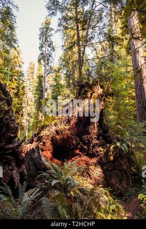 Wurzeln der gefallenen Küsten Sequoia Bäumen (Sequoia sempervirens), Jedediah Smith Redwoods State Park, Simpson-Reed Trail, Kalifornien, USA Stockfoto