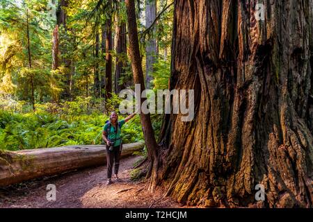 Junge Frau, die neben einer dicken Baumstamm des Sequoia sempervirens (Sequoia sempervirens), Größe Vergleich, Jedediah Smith Redwoods State Park Stockfoto