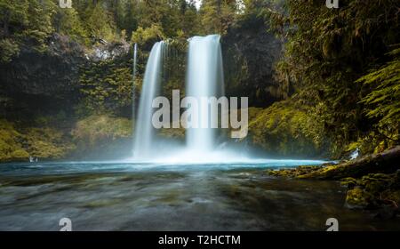 Wasserfall in der dichten Vegetation, Koosah fällt, Oregon, USA Stockfoto