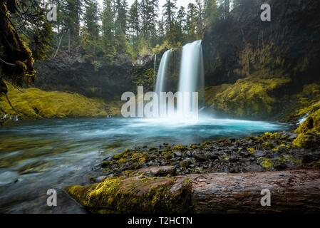 Wasserfall in der dichten Vegetation, Koosah fällt, Oregon, USA Stockfoto