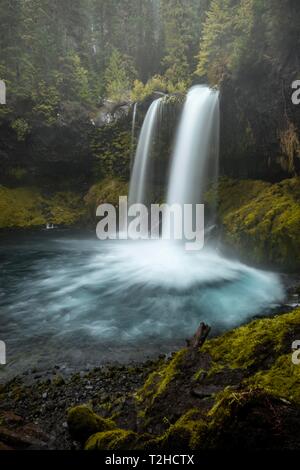 Wasserfall in der dichten Vegetation, Koosah fällt, Oregon, USA Stockfoto