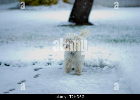 Kleinen weißen Hund Wandern im Schnee weg schauen. Stockfoto