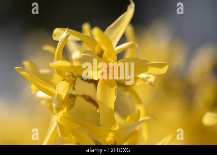 Natürliche bunte outdoor Makro von frischen Blüten von einem gelben Forsythia mit verschwommenen Hintergrund und Vordergrund auf einem hellen, sonnigen Frühling Stockfoto