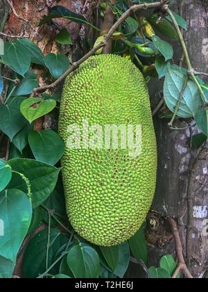 Jackfruit (artocarpus Heterophyllus) am Baum, Sansibar, Tansania Stockfoto