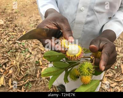 Litschi (Litchi chinensis) mit einem Messer in den Händen eines landwirtschaftlichen Arbeitnehmers, Sansibar, Tansania Schnitt Stockfoto