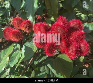 Achiote (bixa Orellana) mit roten Früchten, Sansibar, Tansania Stockfoto