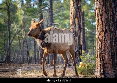 Amerikanische elk (Cervus canadensis) mit Sender Kragen in Wald, South Rim, Grand Canyon National Park, Arizona, USA Stockfoto